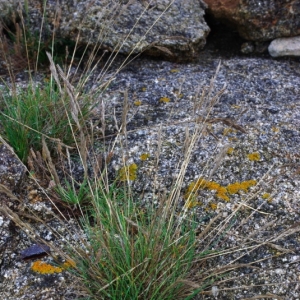 Photographie n°16192 du taxon Festuca huonii Auquier [1973]