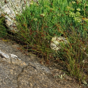 Photographie n°16198 du taxon Carex extensa Gooden. [1794]