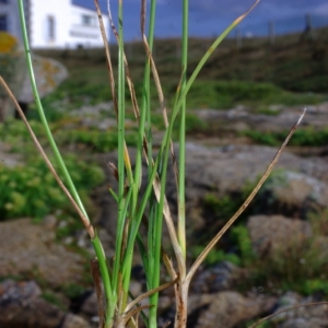 Photographie n°16200 du taxon Carex extensa Gooden. [1794]