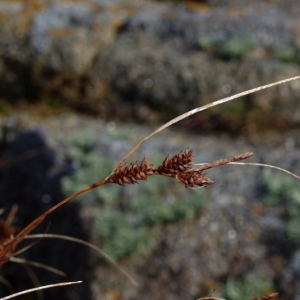 Photographie n°16202 du taxon Carex extensa Gooden. [1794]