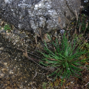 Photographie n°16206 du taxon Plantago coronopus L.