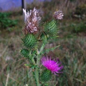 Photographie n°16208 du taxon Cirsium vulgare (Savi) Ten. [1838]