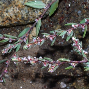 Photographie n°16212 du taxon Polygonum maritimum L. [1753]