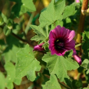 Photographie n°16222 du taxon Lavatera arborea L. [1753]