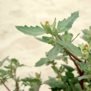 Photographie n°16224 du taxon Atriplex laciniata L. [1753]