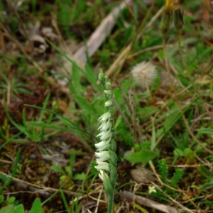 Photographie n°16229 du taxon Spiranthes spiralis (L.) Chevall. [1827]