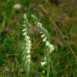 Photographie n°16230 du taxon Spiranthes spiralis (L.) Chevall. [1827]