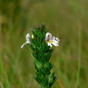 Euphrasia nemorosa var. tetraquetra (Bréb.) Rouy (Euphraise à quatre angles)