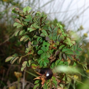 Photographie n°16237 du taxon Rosa pimpinellifolia L. [1759]