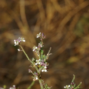 Photographie n°16238 du taxon Lepidium graminifolium L. [1759]