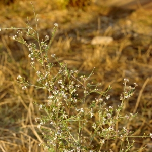 Photographie n°16239 du taxon Lepidium graminifolium L. [1759]