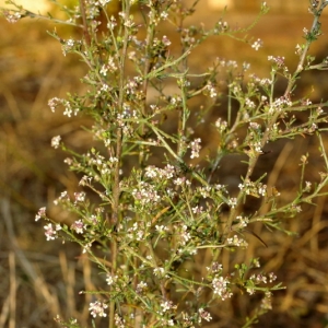 Photographie n°16240 du taxon Lepidium graminifolium L. [1759]