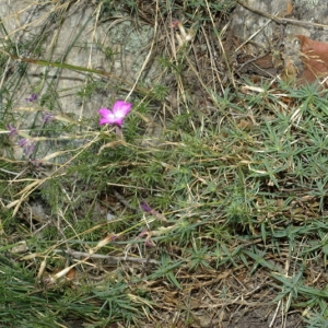 Photographie n°16244 du taxon Dianthus graniticus Jord. [1849]