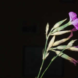 Photographie n°16247 du taxon Dianthus graniticus Jord. [1849]