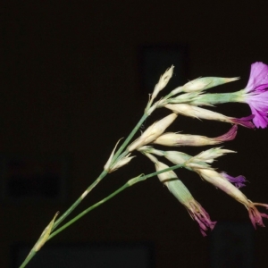 Photographie n°16248 du taxon Dianthus graniticus Jord. [1849]