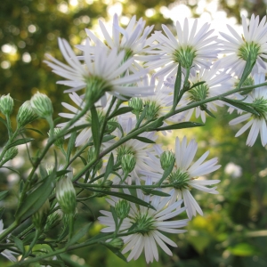 Photographie n°16257 du taxon Aster lanceolatus Willd.