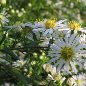 Photographie n°16260 du taxon Aster lanceolatus Willd.