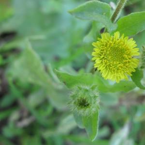 Photographie n°16266 du taxon Pulicaria vulgaris Gaertn. [1791]