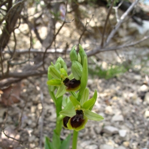 Photographie n°16267 du taxon Ophrys litigiosa E.G.Camus