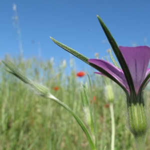 Photographie n°16285 du taxon Agrostemma githago L.