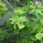  Marie  Portas - Euphorbia esula L.