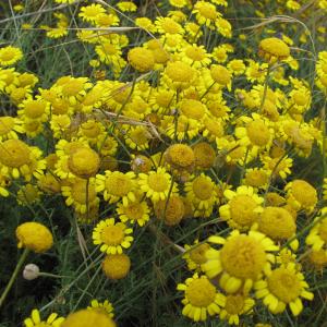 Photographie n°16293 du taxon Anthemis tinctoria L.