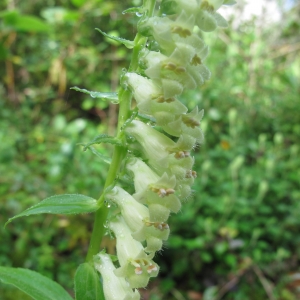 Photographie n°16303 du taxon Digitalis lutea L.