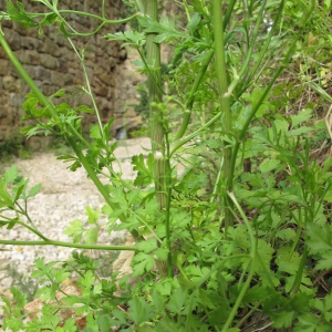 Marie  Portas, le 15 juin 2010 (Dio-et-Valquières (Château de Dio))