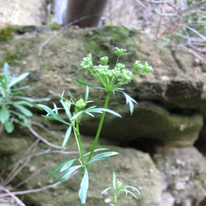  - Petroselinum crispum (Mill.) A.W.Hill