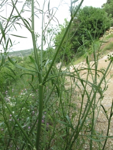 Marie  Portas, le 15 juin 2010 (Dio-et-Valquières (Château de Dio))