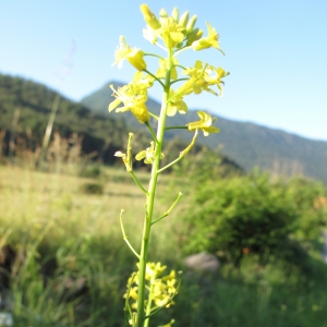 Sisymbrium pyrenaicum subsp. austriacum (Jacq.) Schinz & Thell. (Sisymbre d'Autriche)