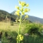  Marie  Portas - Sisymbrium austriacum subsp. austriacum 