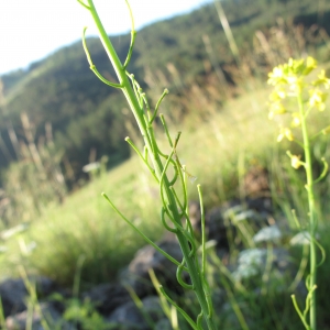  - Sisymbrium austriacum subsp. austriacum 