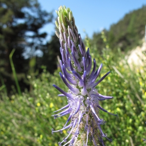 Photographie n°16321 du taxon Phyteuma betonicifolium Vill. [1785]