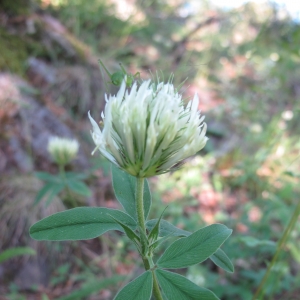 Photographie n°16345 du taxon Trifolium ochroleucon Huds.