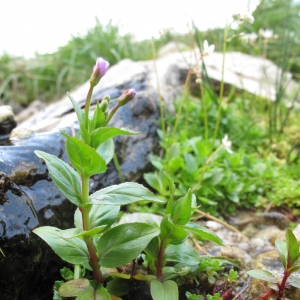 Photographie n°16357 du taxon Epilobium alsinifolium Vill.