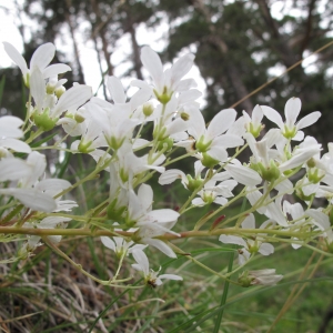 Photographie n°16367 du taxon Saxifraga callosa Sm. [1791]