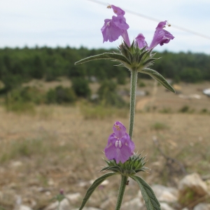 Photographie n°16400 du taxon Galeopsis angustifolia Ehrh. ex Hoffm. [1804]