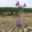  Marie  Portas - Galeopsis angustifolia Ehrh. ex Hoffm.