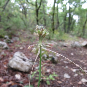 Photographie n°16401 du taxon Allium oporinanthum Brullo, Pavone & Salmeri