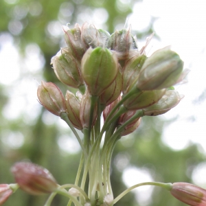 Photographie n°16402 du taxon Allium oporinanthum Brullo, Pavone & Salmeri