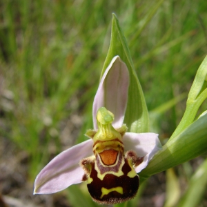 Photographie n°16413 du taxon Ophrys apifera Huds. [1762]