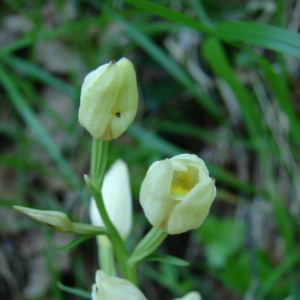 Photographie n°16418 du taxon Cephalanthera damasonium (Mill.) Druce [1906]