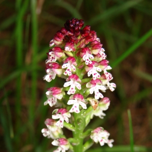 Photographie n°16419 du taxon Neotinea ustulata var. ustulata 