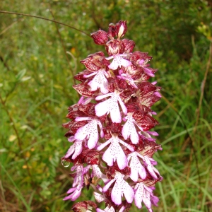 Photographie n°16420 du taxon Orchis purpurea Huds. [1762]