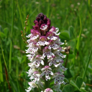 Neotinea ustulata (L.) R.M.Bateman, Pridgeon & M.W.Chase var. ustulata (Orchis brûlé)