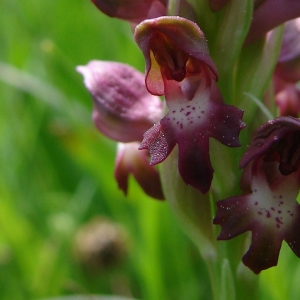 Orchis coriophora L. subsp. coriophora (Orchis à odeur de punaise)