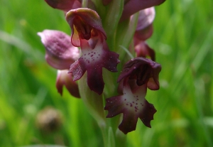Paul Fabre, le 23 mai 2010 (Malons-et-Elze)
