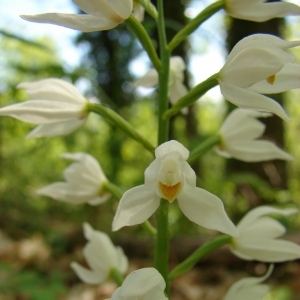 Photographie n°16426 du taxon Cephalanthera longifolia (L.) Fritsch [1888]