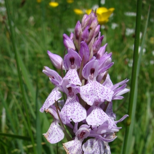 Photographie n°16428 du taxon Dactylorhiza maculata (L.) Soó [1962]